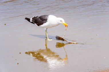 Atlas Okyanusu'nun bir kıyı şeridinde Albatros, Walvis Körfezi, Namibya