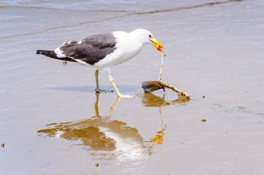 Atlas Okyanusu'nun bir kıyı şeridinde Albatros, Walvis Körfezi, Namibya