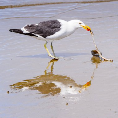 Atlas Okyanusu'nun bir kıyı şeridinde Albatros, Walvis Körfezi, Namibya