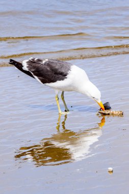 Atlas Okyanusu'nun bir kıyı şeridinde Albatros, Walvis Körfezi, Namibya