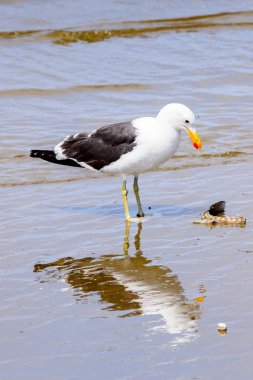 Atlas Okyanusu'nun bir kıyı şeridinde Albatros, Walvis Körfezi, Namibya