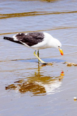 Atlas Okyanusu'nun bir kıyı şeridinde Albatros, Walvis Körfezi, Namibya