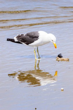 Atlas Okyanusu'nun bir kıyı şeridinde Albatros, Walvis Körfezi, Namibya