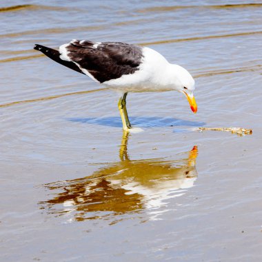Atlas Okyanusu'nun bir kıyı şeridinde Albatros, Walvis Körfezi, Namibya