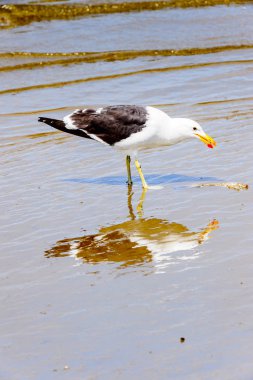 Atlas Okyanusu'nun bir kıyı şeridinde Albatros, Walvis Körfezi, Namibya