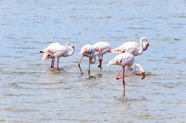 suda Flamingolar görünümü