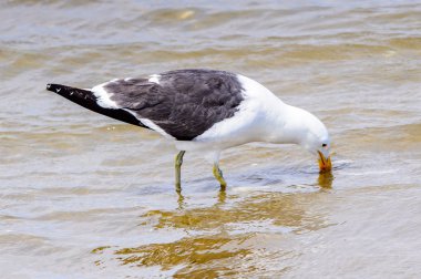 Atlas Okyanusu'nun bir kıyı şeridinde Albatros, Walvis Körfezi, Namibya