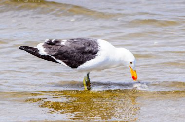 Atlas Okyanusu'nun bir kıyı şeridinde Albatros, Walvis Körfezi, Namibya