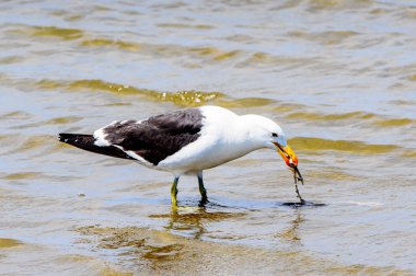 Atlas Okyanusu'nun bir kıyı şeridinde Albatros, Walvis Körfezi, Namibya