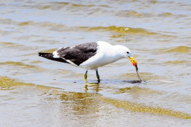 Atlas Okyanusu'nun bir kıyı şeridinde Albatros, Walvis Körfezi, Namibya