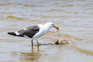 Atlas Okyanusu'nun bir kıyı şeridinde Albatros, Walvis Körfezi, Namibya