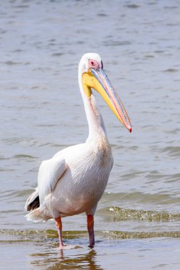 Pelikan, Walvish Körfezi, Atlantik Okyanusu, Namibya