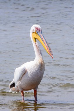 Pelikan, Walvish Körfezi, Atlantik Okyanusu, Namibya