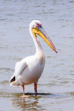 Pelikan, Walvish Körfezi, Atlantik Okyanusu, Namibya