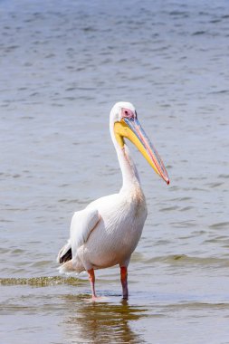 Pelikan, Walvish Körfezi, Atlantik Okyanusu, Namibya