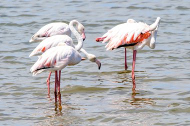 suda Flamingolar görünümü