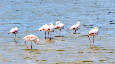 suda Flamingolar görünümü