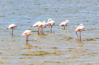 suda Flamingolar görünümü