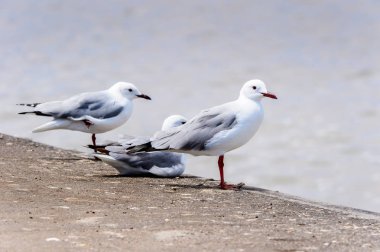 Atlas Okyanusu'nun bir kıyı şeridinde Albatros, Walvis Körfezi, Namibya
