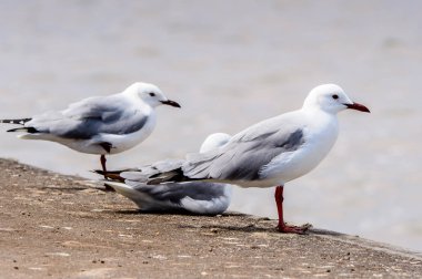 Atlas Okyanusu'nun bir kıyı şeridinde Albatros, Walvis Körfezi, Namibya