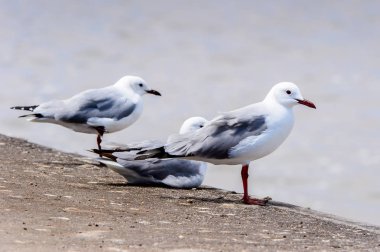 Atlas Okyanusu'nun bir kıyı şeridinde Albatros, Walvis Körfezi, Namibya