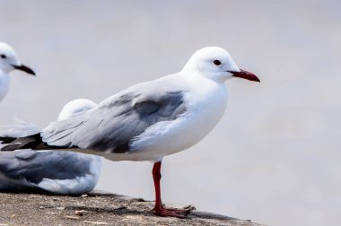 Atlas Okyanusu'nun bir kıyı şeridinde Albatros, Walvis Körfezi, Namibya