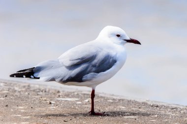 Atlas Okyanusu'nun bir kıyı şeridinde Albatros, Walvis Körfezi, Namibya
