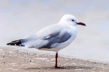 Atlas Okyanusu'nun bir kıyı şeridinde Albatros, Walvis Körfezi, Namibya