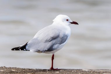Walvis Körfezi Albatrosları, Atlantik Okyanusu, Namibya