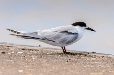 Walvis Körfezi Albatrosları, Atlantik Okyanusu, Namibya