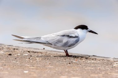Walvis Körfezi Albatrosları, Atlantik Okyanusu, Namibya
