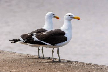 Walvis Körfezi Albatrosları, Atlantik Okyanusu, Namibya