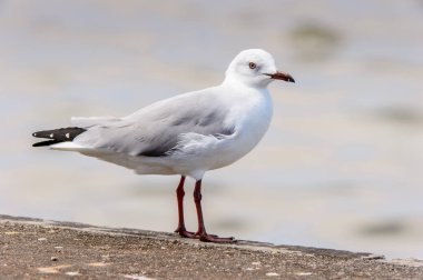 Walvis Körfezi Albatrosları, Atlantik Okyanusu, Namibya