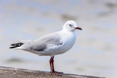 Walvis Körfezi Albatrosları, Atlantik Okyanusu, Namibya