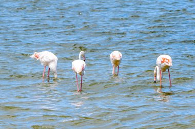 suda Flamingolar görünümü