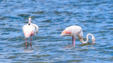 suda Flamingolar görünümü