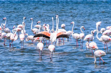 suda Flamingolar görünümü