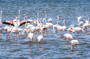 suda Flamingolar görünümü