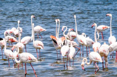 suda Flamingolar görünümü