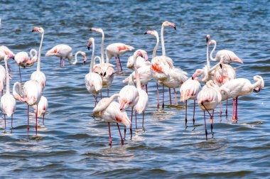 suda Flamingolar görünümü