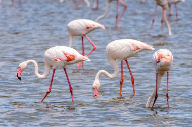 Okyanusta Flamingo