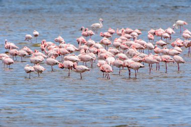 Okyanusta Flamingo