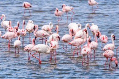 Okyanusta Flamingo