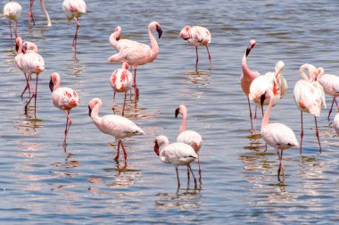 Okyanusta Flamingo
