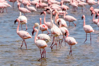 Okyanusta Flamingo