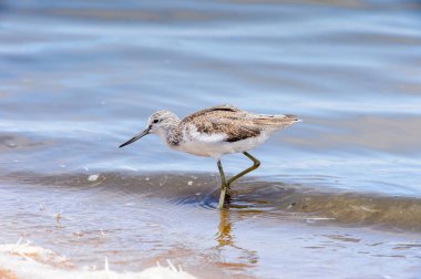 Küçük kuş, Walvis Körfezi, Namibya