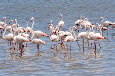 Okyanusta Flamingo