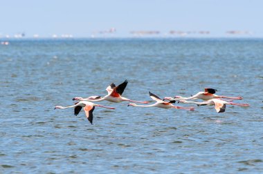 Okyanusta Flamingo