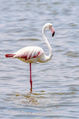 Okyanusta Flamingo