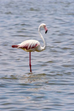 Okyanusta Flamingo